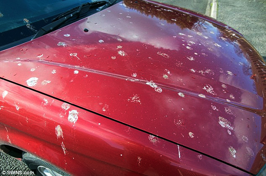 How To Fix Paint Damage From Bird Poop At Patricia Perez Blog