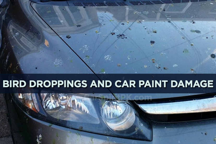 Understanding Bird Droppings and Car Paint Damage 6