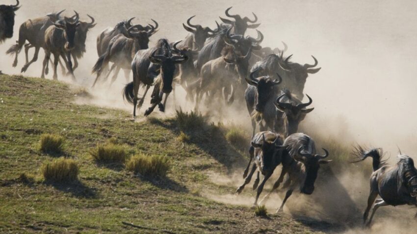 wildebeest herd running in grass